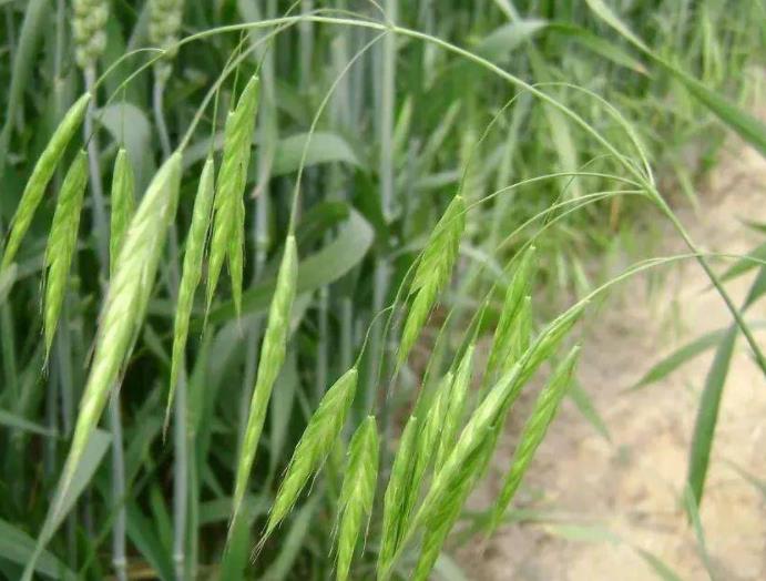 燕麦怎样种植，几月份开始播种？